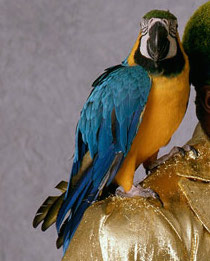 Frankie-The-Parrot-Koko-B.-Ware.jpg