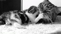 tumblr_mzob7m7bsb1shf8zxo1_250.gif