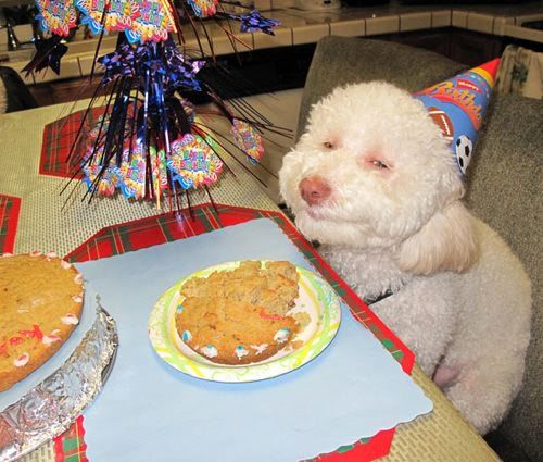 smiling-birthday-dog.jpg