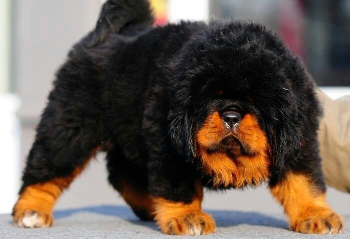 Tibetan-Mastiff-Puppy.jpg