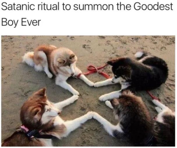 if-you-are-having-a-bad-day-these-35-dog-memes-will-make-your-day-so-much-better-01-10.jpg
