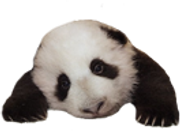 Sad_Panda.png