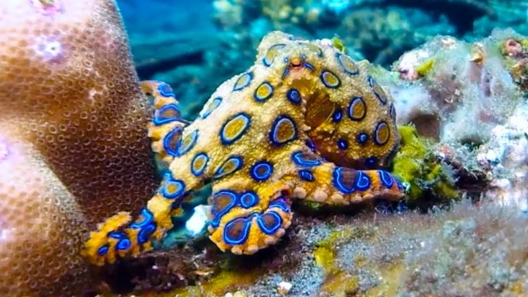 Blue-Ringed-octopus.jpg