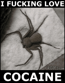 Captions_-_Cocaine_Spider.gif